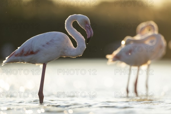 Greater Flamingo (Phoenicopterus roseus) standing in the water at sunset, Parc Naturel Regional de Camargue, France