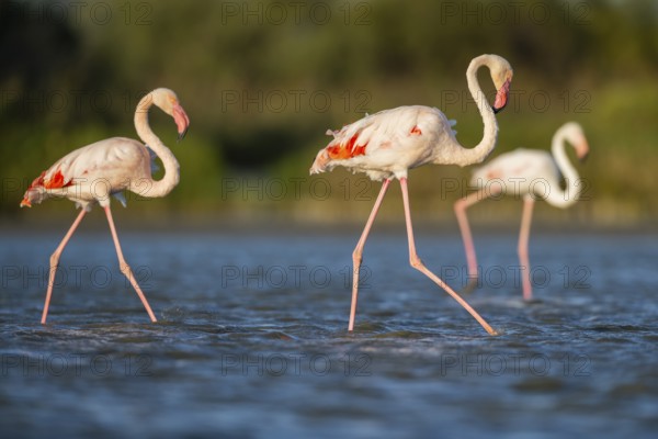 Greater Flamingos (Phoenicopterus roseus) walking in the water, Parc Naturel Regional de Camargue, France