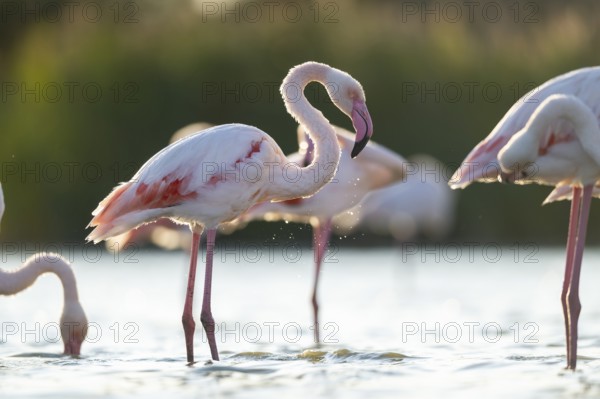 Greater Flamingo (Phoenicopterus roseus) standing in the water cleaning its feathers at sunset, Parc Naturel Regional de Camargue, France