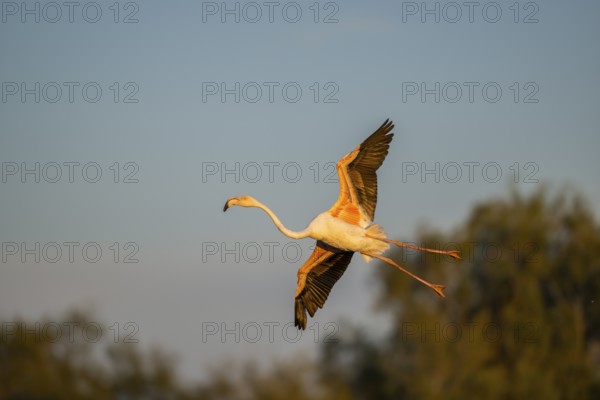 Greater Flamingo (Phoenicopterus roseus) landing at sunset, Parc Naturel Regional de Camargue, France