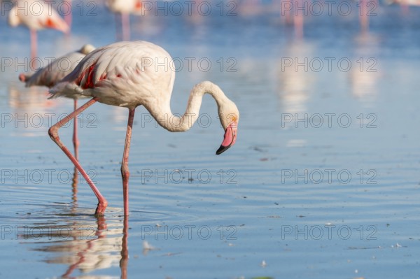 Greater Flamingo (Phoenicopterus roseus) walking in the water, Parc Naturel Regional de Camargue, France