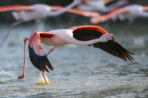 Greater Flamingo (Phoenicopterus roseus) starts flying from the water at sunset, Parc Naturel Regional de Camargue, France