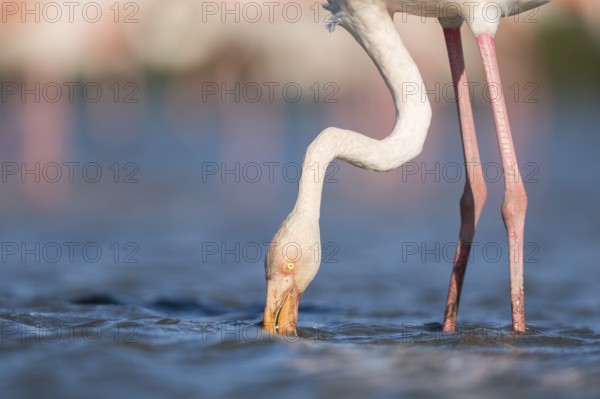 Greater Flamingo (Phoenicopterus roseus) standing in the water, portrait, Parc Naturel Regional de Camargue, France
