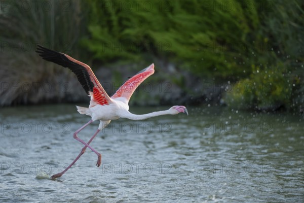 Greater Flamingo (Phoenicopterus roseus) starts flying from the water at sunset, Parc Naturel Regional de Camargue, France