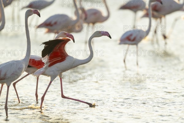 Greater Flamingo (Phoenicopterus roseus) standing in the water cleaning its feathers at sunset, Parc Naturel Regional de Camargue, France