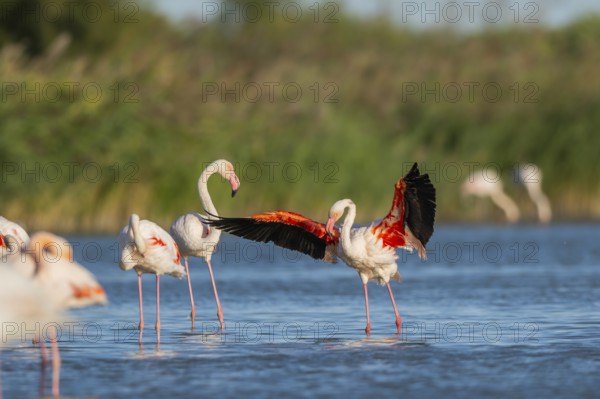Greater Flamingo (Phoenicopterus roseus) shaking its wings, Parc Naturel Regional de Camargue, France