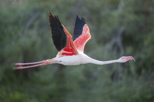 Greater Flamingo (Phoenicopterus roseus) starts flying from the water at sunset, Parc Naturel Regional de Camargue, France