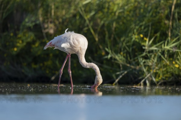 Greater Flamingo (Phoenicopterus roseus) walking in the water, Parc Naturel Regional de Camargue, France