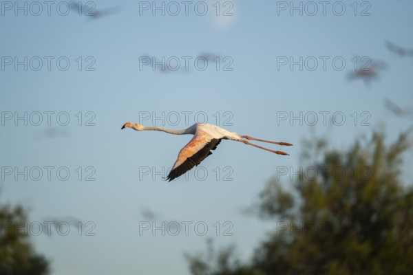 Greater Flamingo (Phoenicopterus roseus) flying in the sky, Parc Naturel Regional de Camargue, France