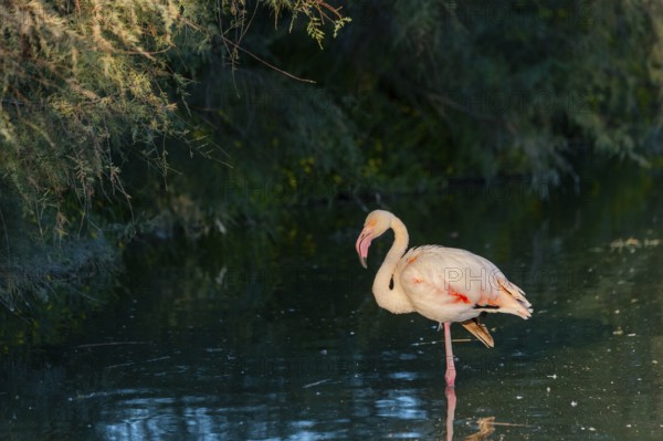 Greater Flamingo (Phoenicopterus roseus) walking in the water at sunset, Parc Naturel Regional de Camargue, France