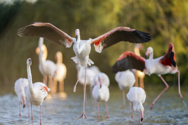 Greater Flamingo (Phoenicopterus roseus) landing in the water at sunset, Parc Naturel Regional de Camargue, France