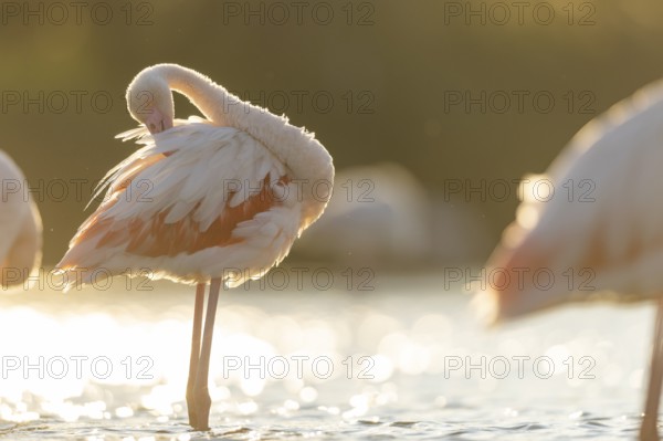 Greater Flamingo (Phoenicopterus roseus) standing in the water cleaning its feathers at sunset, Parc Naturel Regional de Camargue, France