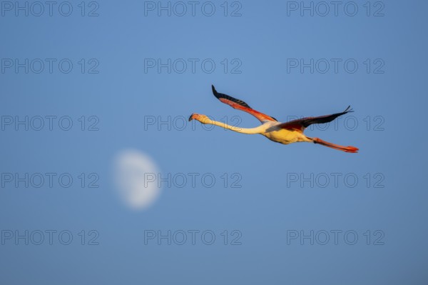 Greater Flamingo (Phoenicopterus roseus) flying in the sky with the moon in the background at sunset, Parc Naturel Regional de Camargue, France