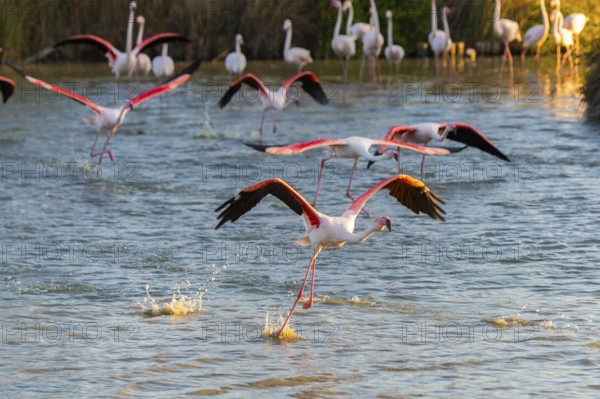 Greater Flamingo (Phoenicopterus roseus) starts flying from the water at sunset, Parc Naturel Regional de Camargue, France