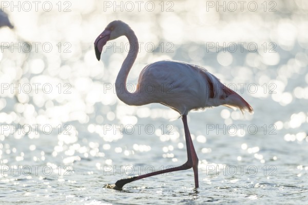 Greater Flamingo (Phoenicopterus roseus) walking in the water, Parc Naturel Regional de Camargue, France
