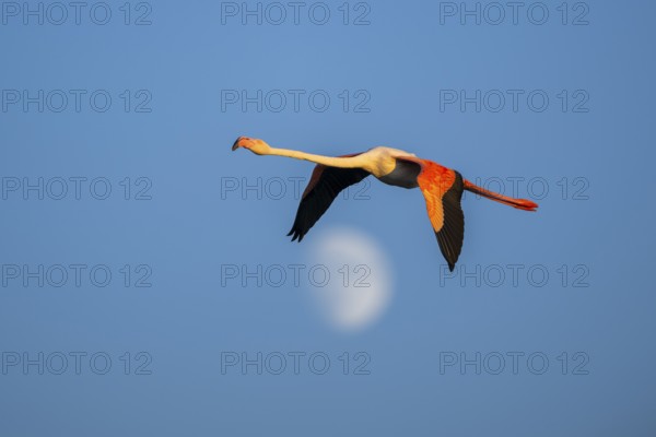 Greater Flamingo (Phoenicopterus roseus) flying in the sky with the moon in the background at sunset, Parc Naturel Regional de Camargue, France