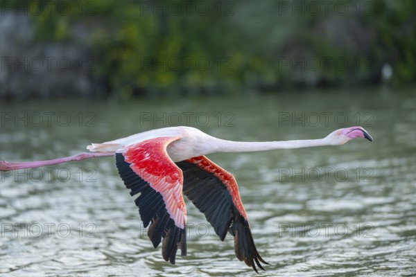 Greater Flamingo (Phoenicopterus roseus) starts flying from the water at sunset, Parc Naturel Regional de Camargue, France