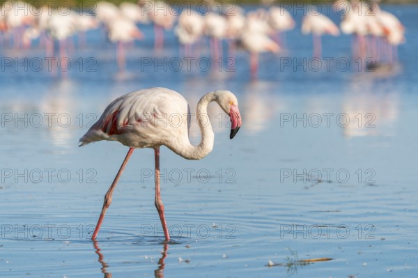 Greater Flamingo (Phoenicopterus roseus) walking in the water, Parc Naturel Regional de Camargue, France