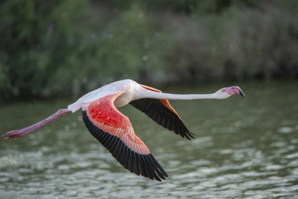 Greater Flamingo (Phoenicopterus roseus) starts flying from the water at sunset, Parc Naturel Regional de Camargue, France