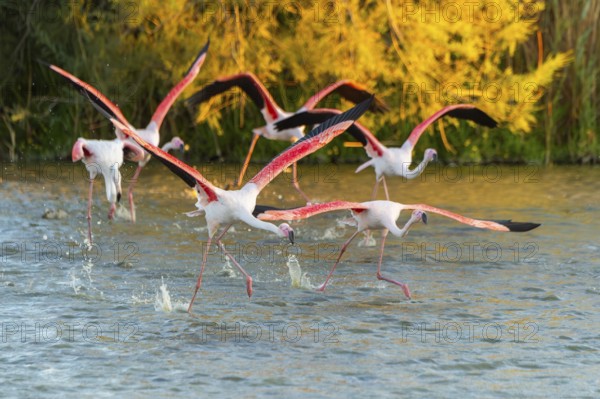 Greater Flamingo (Phoenicopterus roseus) starts flying from the water at sunset, Parc Naturel Regional de Camargue, France