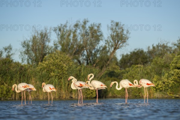 Greater Flamingos (Phoenicopterus roseus) standing in the water, Parc Naturel Regional de Camargue, France