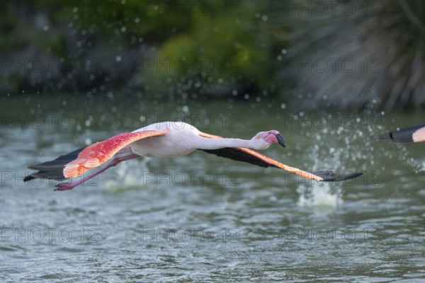 Greater Flamingo (Phoenicopterus roseus) starts flying from the water at sunset, Parc Naturel Regional de Camargue, France