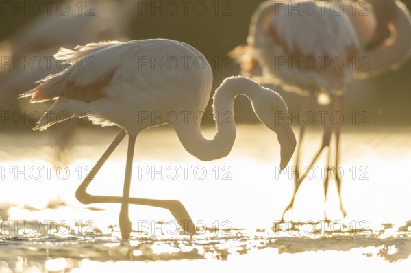Greater Flamingo (Phoenicopterus roseus) walking in the water at sunset, Parc Naturel Regional de Camargue, France