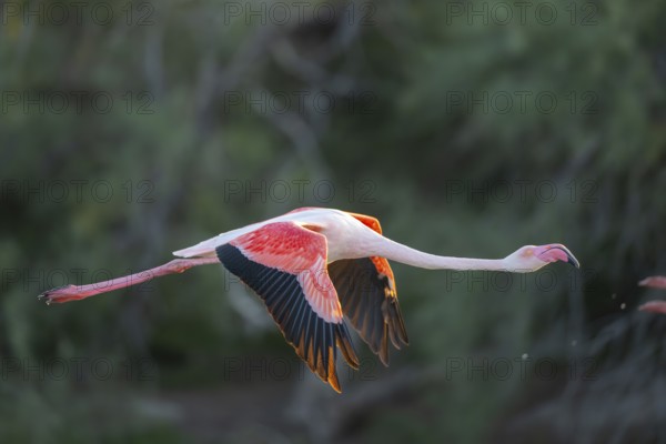 Greater Flamingo (Phoenicopterus roseus) starts flying from the water at sunset, Parc Naturel Regional de Camargue, France