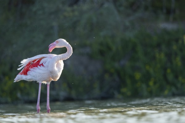 Greater Flamingo (Phoenicopterus roseus) standing in the water, Parc Naturel Regional de Camargue, France
