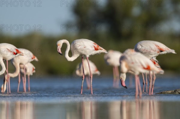 Greater Flamingos (Phoenicopterus roseus) standing in the water, Parc Naturel Regional de Camargue, France