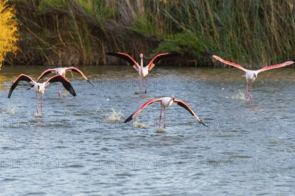 Greater Flamingo (Phoenicopterus roseus) starts flying from the water at sunset, Parc Naturel Regional de Camargue, France