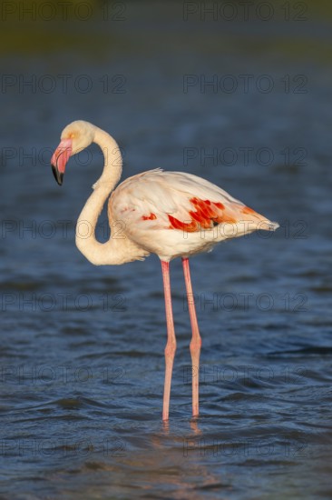 Greater Flamingo (Phoenicopterus roseus) standing in the water, Parc Naturel Regional de Camargue, France