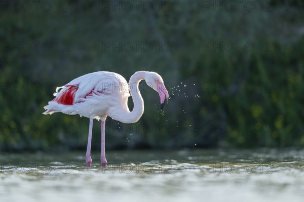 Greater Flamingo (Phoenicopterus roseus) standing in the water, Parc Naturel Regional de Camargue, France