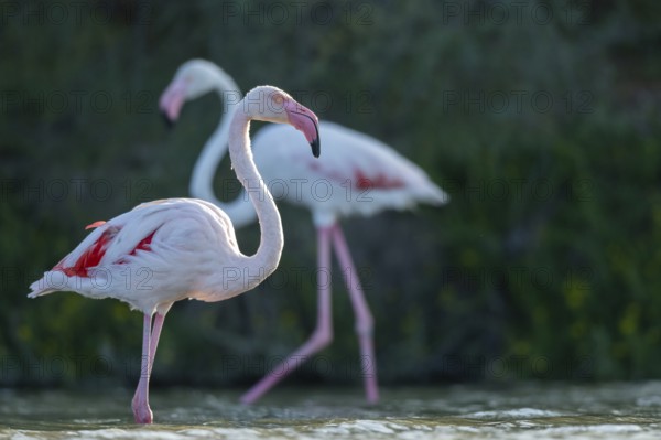 Greater Flamingos (Phoenicopterus roseus) walking in the water, Parc Naturel Regional de Camargue, France