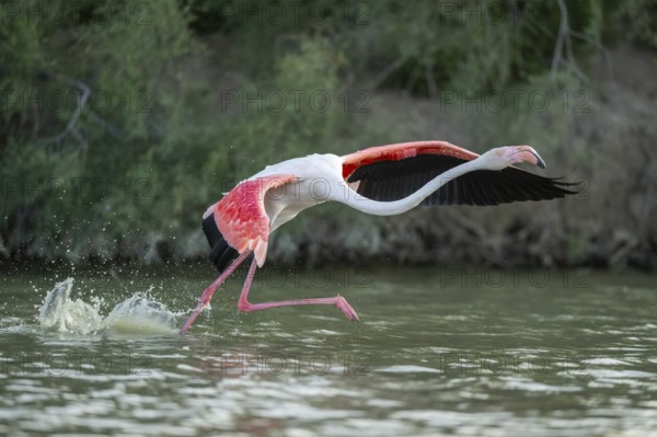 Greater Flamingo (Phoenicopterus roseus) starts flying from the water at sunset, Parc Naturel Regional de Camargue, France