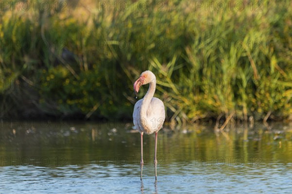 Greater Flamingo (Phoenicopterus roseus) standing in the water, Parc Naturel Regional de Camargue, France