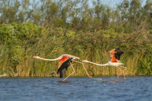 Greater Flamingo (Phoenicopterus roseus) starts flying from the water at sunset, Parc Naturel Regional de Camargue, France