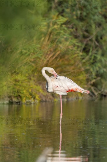 Greater Flamingo (Phoenicopterus roseus) standing in the water, Parc Naturel Regional de Camargue, France