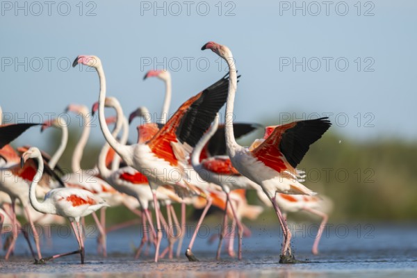 Greater Flamingos (Phoenicopterus roseus) walking in the water while shaking there wings, Parc Naturel Regional de Camargue, France