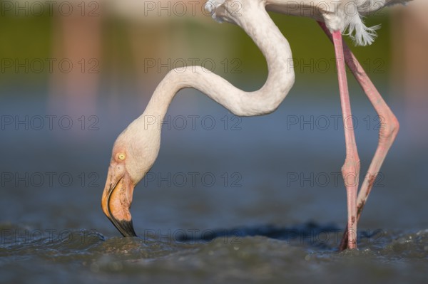 Greater Flamingo (Phoenicopterus roseus) standing in the water, portrait, Parc Naturel Regional de Camargue, France