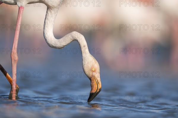 Greater Flamingo (Phoenicopterus roseus) standing in the water, portrait, Parc Naturel Regional de Camargue, France