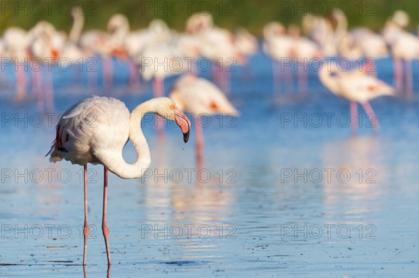 Greater Flamingos (Phoenicopterus roseus) standing in the water, Parc Naturel Regional de Camargue, France