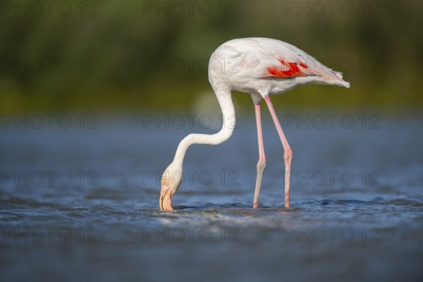 Greater Flamingo (Phoenicopterus roseus) standing in the water, Parc Naturel Regional de Camargue, France