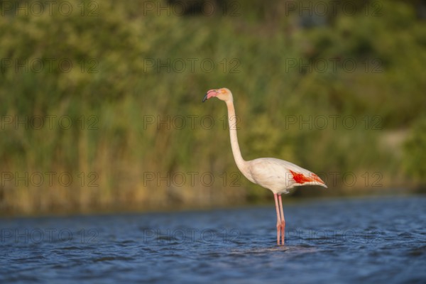 Greater Flamingo (Phoenicopterus roseus) standing in the water, Parc Naturel Regional de Camargue, France