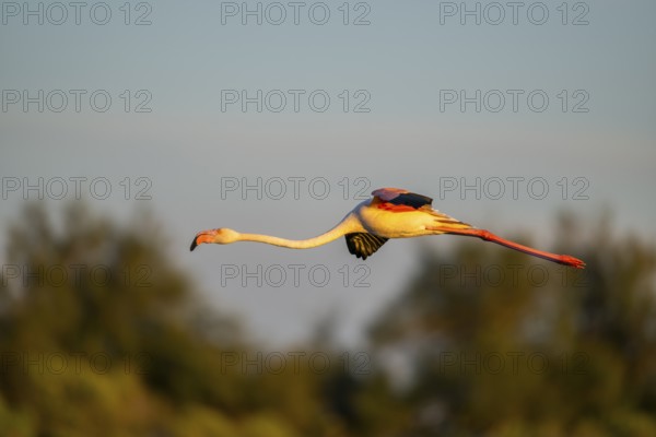 Greater Flamingo (Phoenicopterus roseus) landing at sunset, Parc Naturel Regional de Camargue, France