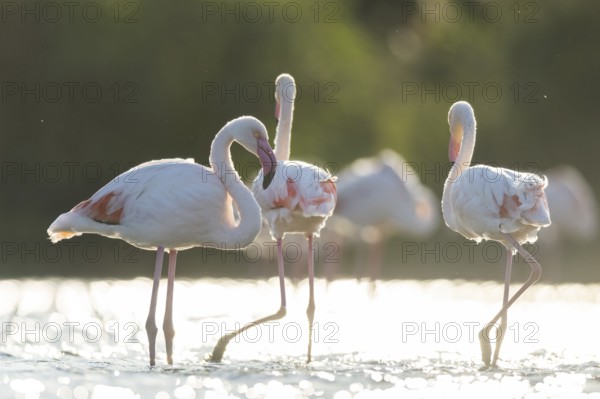 Greater Flamingos (Phoenicopterus roseus) standing in the water, Parc Naturel Regional de Camargue, France