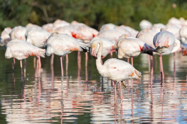 Greater Flamingos (Phoenicopterus roseus) standing in the water, Parc Naturel Regional de Camargue, France