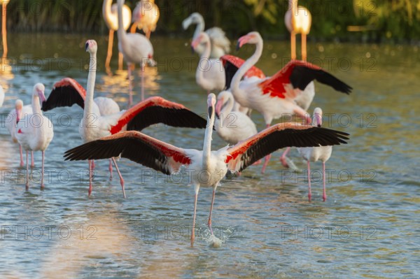 Greater Flamingo (Phoenicopterus roseus) landing in the water at sunset, Parc Naturel Regional de Camargue, France