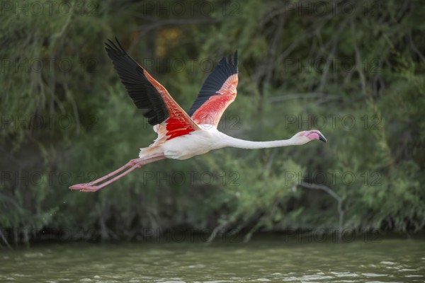 Greater Flamingo (Phoenicopterus roseus) starts flying from the water at sunset, Parc Naturel Regional de Camargue, France