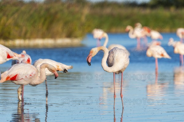 Greater Flamingos (Phoenicopterus roseus) standing in the water, Parc Naturel Regional de Camargue, France